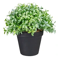 7.5" Potted Green Boxwood Plant