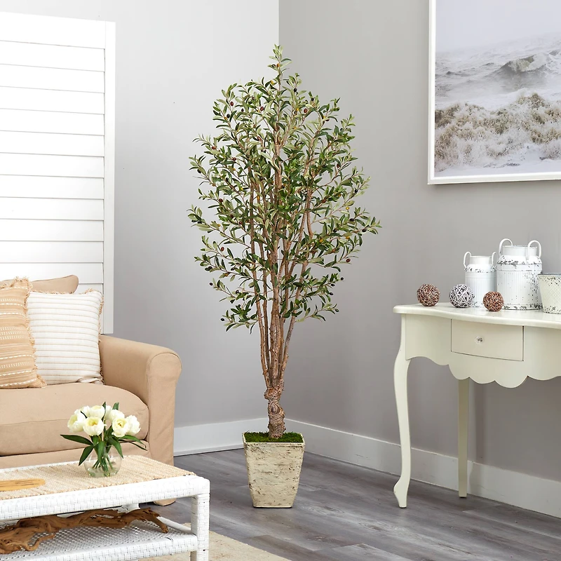 6.5ft. Olive Tree in Country White Planter