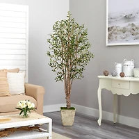 6.5ft. Olive Tree in Country White Planter