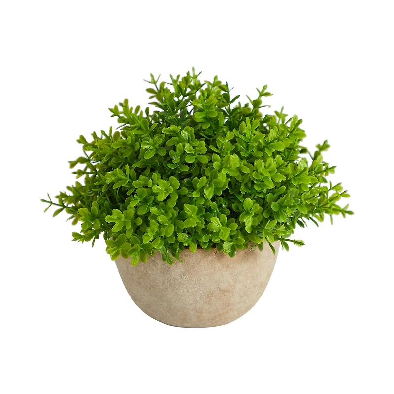 5'' Boxwood Artificial Plant in Decorative Planter