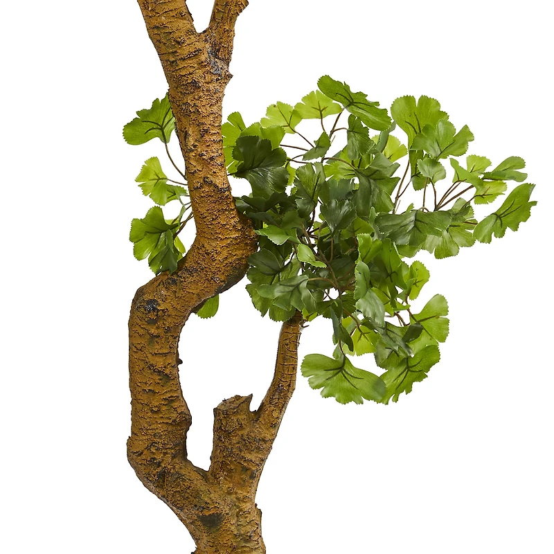 6ft. Ginkgo Biloba Tree