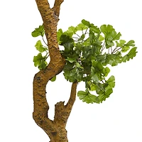 6ft. Ginkgo Biloba Tree