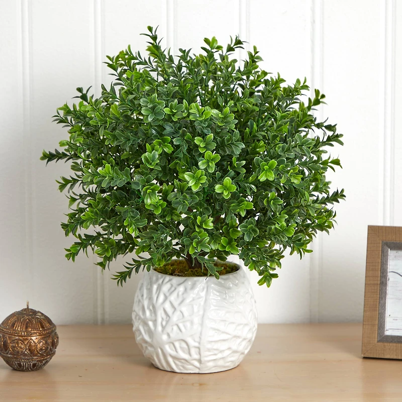 17" Boxwood in White Vase