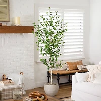 7ft. Birch Tree in Black Planter