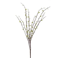 Gray Willow Bush