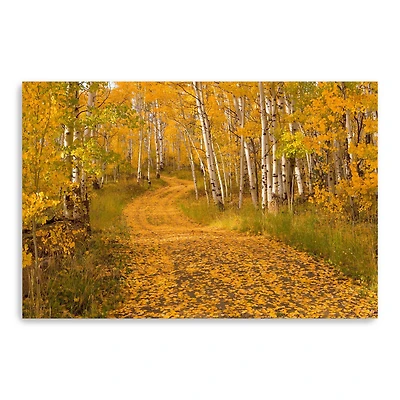 Aspen Tree Trunks Canvas Giclee