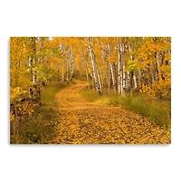 Aspen Tree Trunks Canvas Giclee