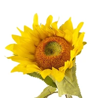 Sunflower Stem by Ashland®