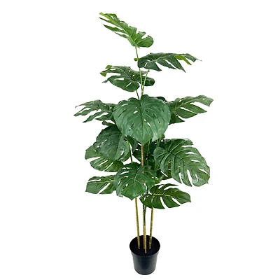 5ft. Potted Monstera Deliciosa Tree by Ashland®