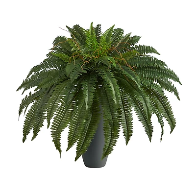 2.5ft. Boston Fern Plant in Gray Planter