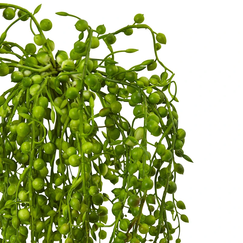 15" Senecio Succulent, 3ct.