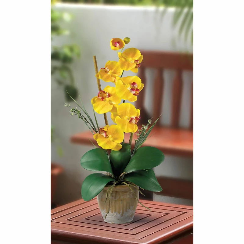 21'' Potted Yellow Moth Orchid Arrangement