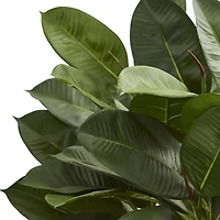 23" Potted Oak Ficus