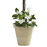 3ft. White Stephanotis Topiary In Planter