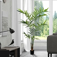 7ft. Potted Kentia Palm