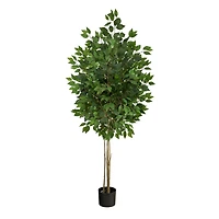 5.5ft. Potted UV Resistant Ficus Tree