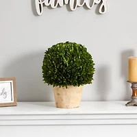 15'' Boxwood Ball Preserved Plant in Brown Planter