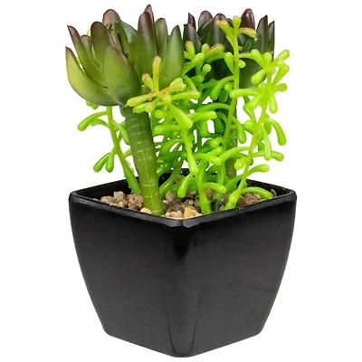 6" Potted Green Succulent Arrangement