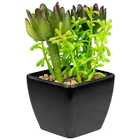 6" Potted Green Succulent Arrangement