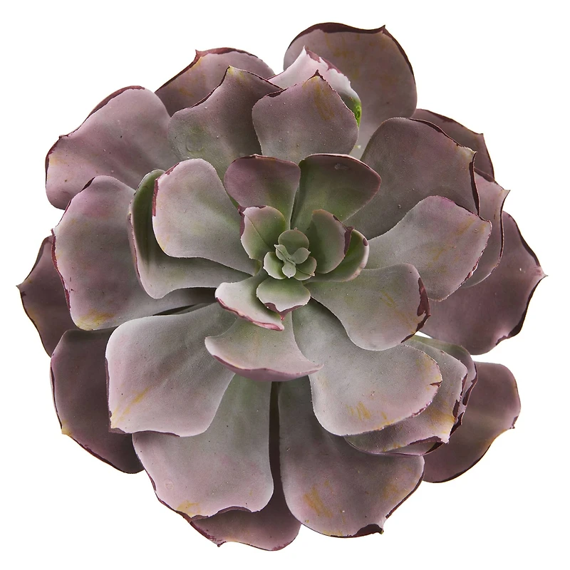 8'' Echeveria Succulent Pick, 6ct.