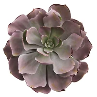 8'' Echeveria Succulent Pick, 6ct.