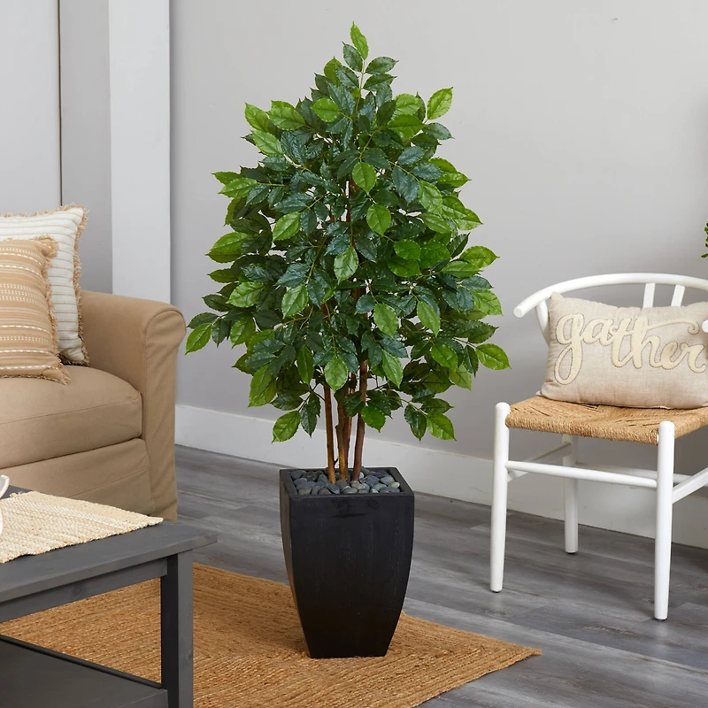 5ft. River Birch Tree in Black Planter