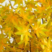 6ft. Pre-Lit Yellow Autumn Maple Artificial Fall Tree with 350 Warm White LED Lights
