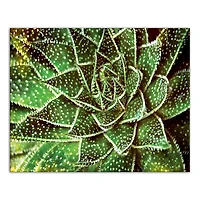 Spotty Succulent 20" x 16" Canvas Wall Art
