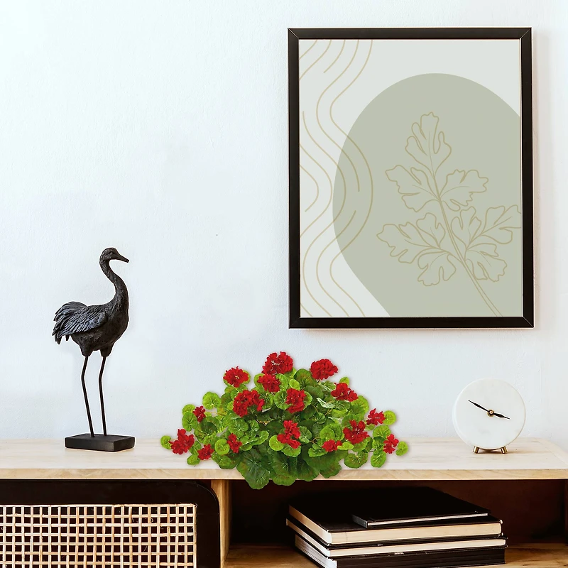 12" Geranium Ledge Plant