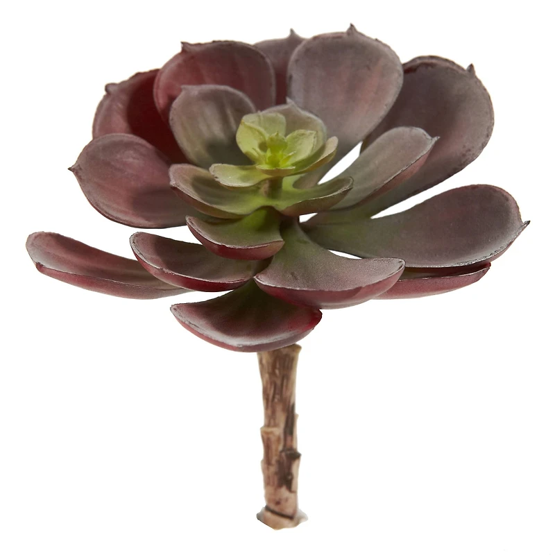 Green & Burgundy Echeveria Succulent, 12ct.