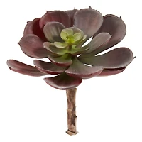 Green & Burgundy Echeveria Succulent, 12ct.