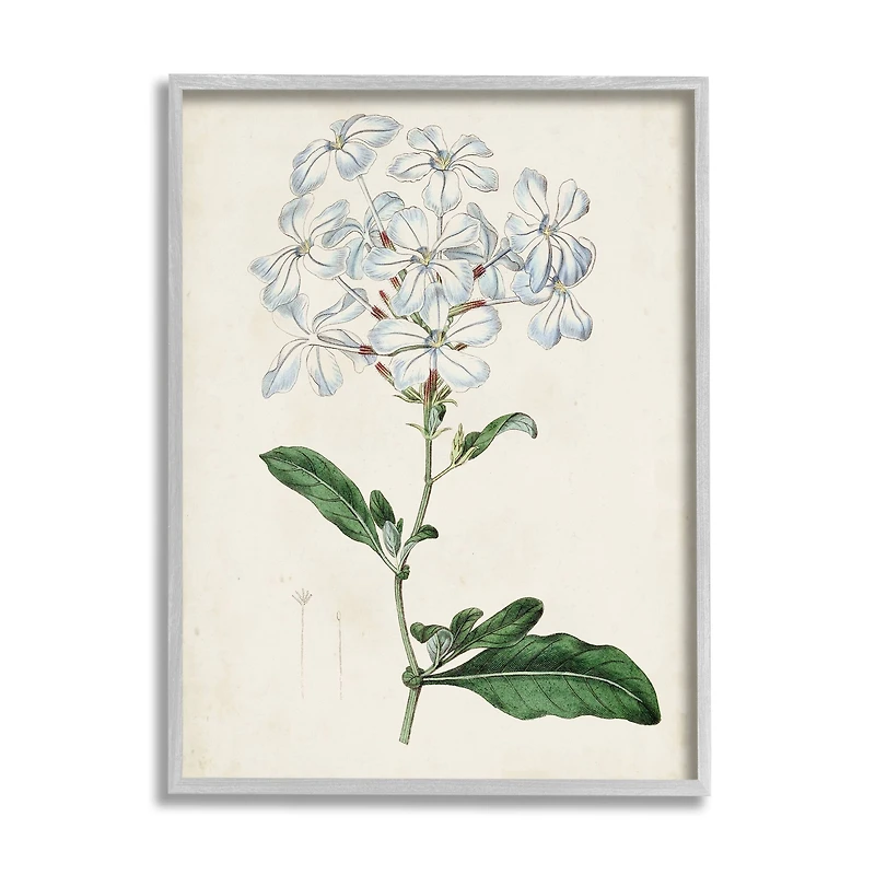 Stupell Industries Rustic Garden Floral Study Charming White Blossoms in Frame Wall Art