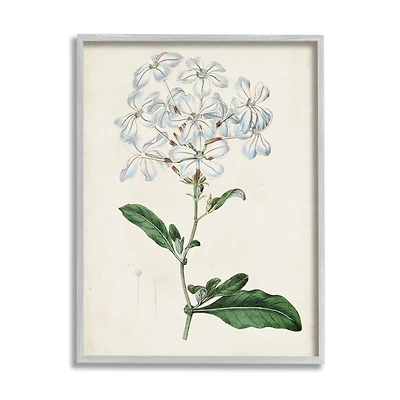 Stupell Industries Rustic Garden Floral Study Charming White Blossoms in Gray Frame Wall Art