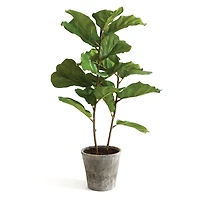 3.5ft. Fiddle Leaf Fig Tree
