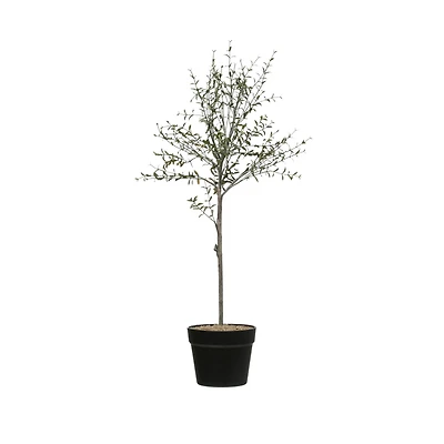Hello Honey® 29" Potted Thyme Topiary Tree