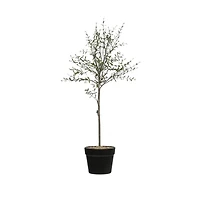 Hello Honey® 29" Potted Thyme Topiary Tree