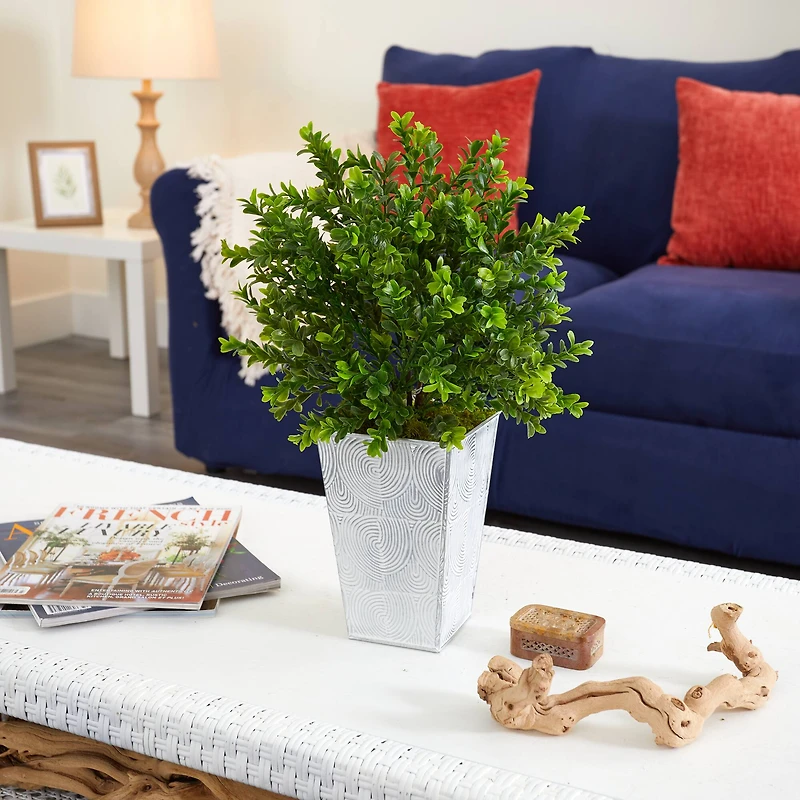 19in. Boxwood Plant in Embossed White Planter