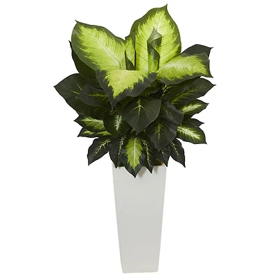 3ft. Golden Dieffenbachia Plant in White Tower Planter