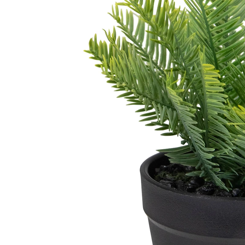 7.5" Green Chinese Yew Plant in Black Pot