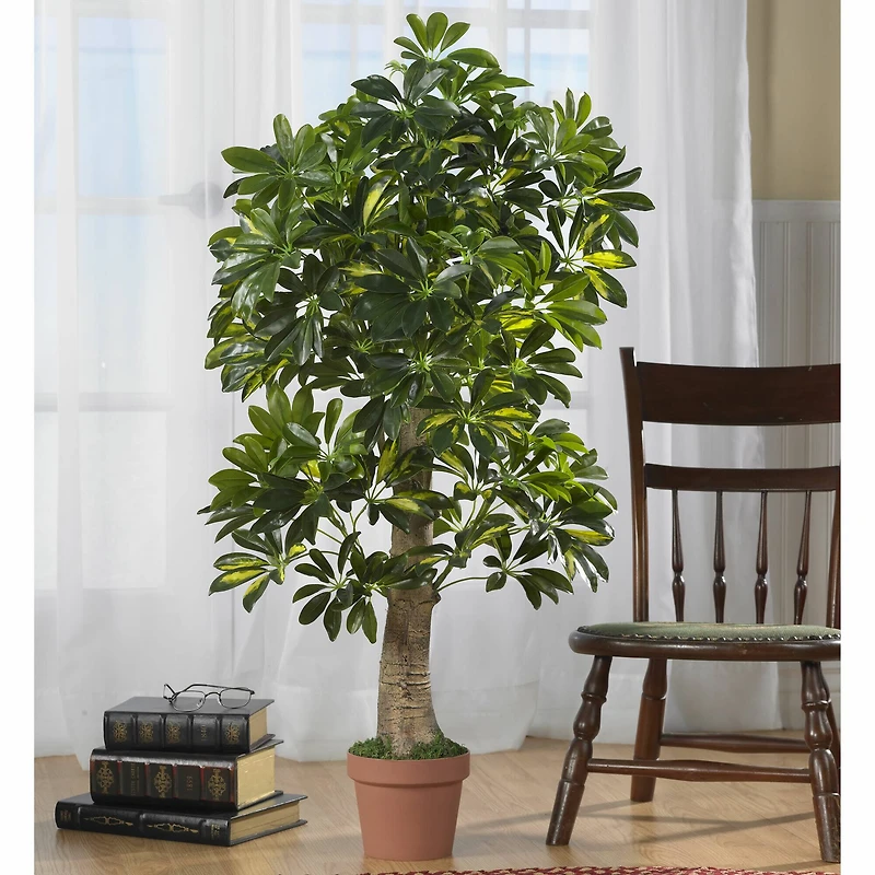 4ft. Potted Schefflera Tree