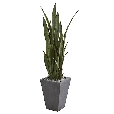 4.75ft. Sansevieria Plant in Slate Planter