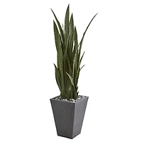 4.75ft. Sansevieria Plant in Slate Planter