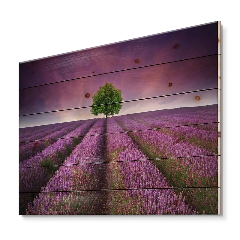 Designart - Stunning Lavender Field Summer Sunset With Tree