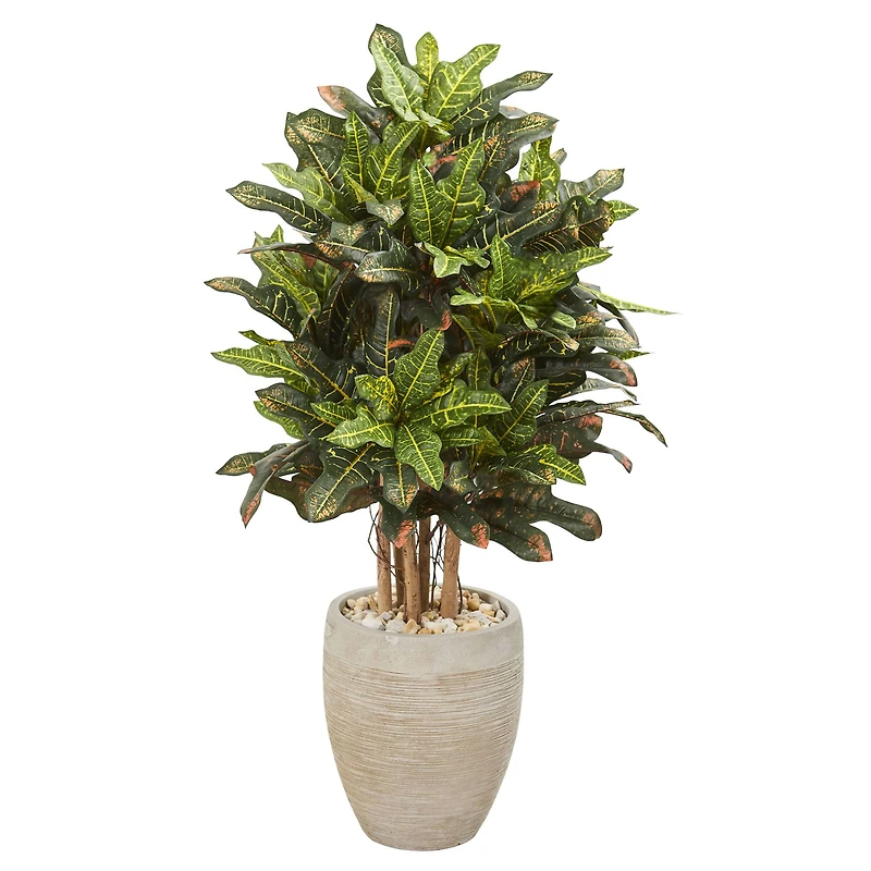 3.5ft. Croton in Sand Planter