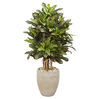 3.5ft. Croton in Sand Planter