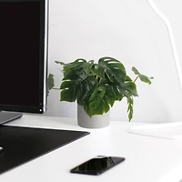 Flora Bunda® 13" Trailing Split Leaf Philodendron in White Ceramic Pot