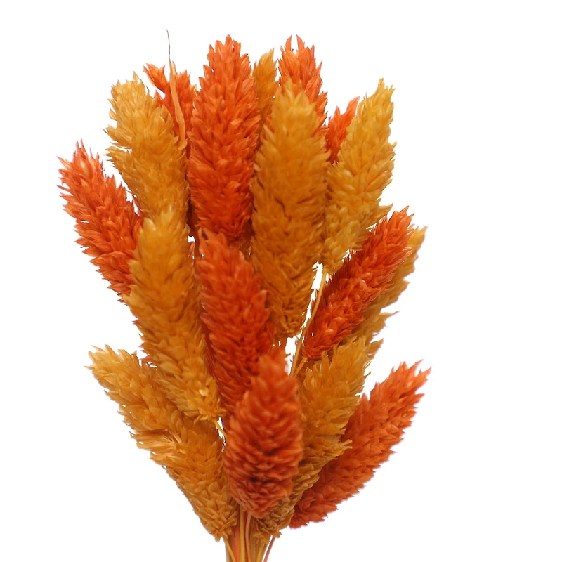 7" Orange & Yellow Dried Reed Canary Grass Mini Bundle by Ashland®