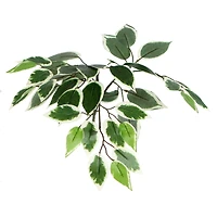 4ft. Artificial Variegated Ficus Bush with Square Willow Basket