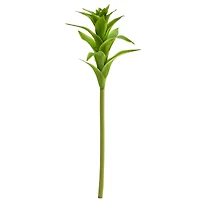 Star Bromeliad Stem, 6ct.