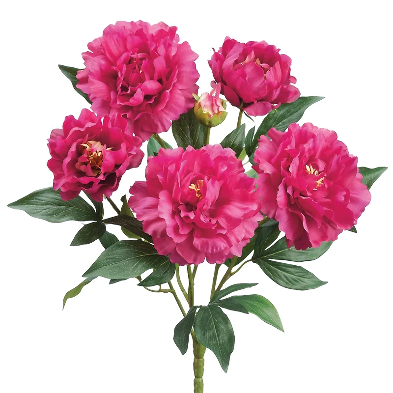 Dark Pink Peony Bush 
